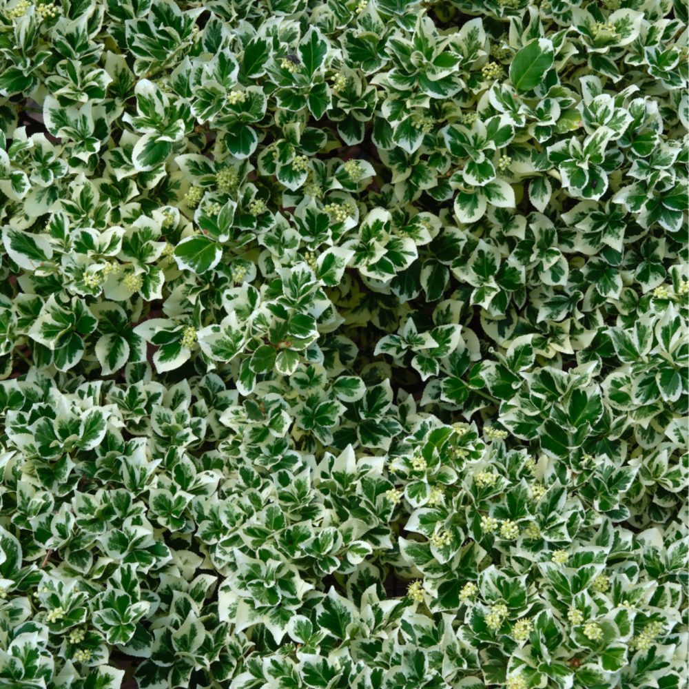 Fusain fortunei harlequin - euonymus fortunei harlequin 25cm