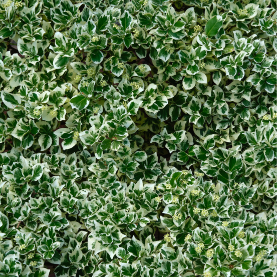 Fusain fortunei harlequin - euonymus fortunei harlequin 25cm