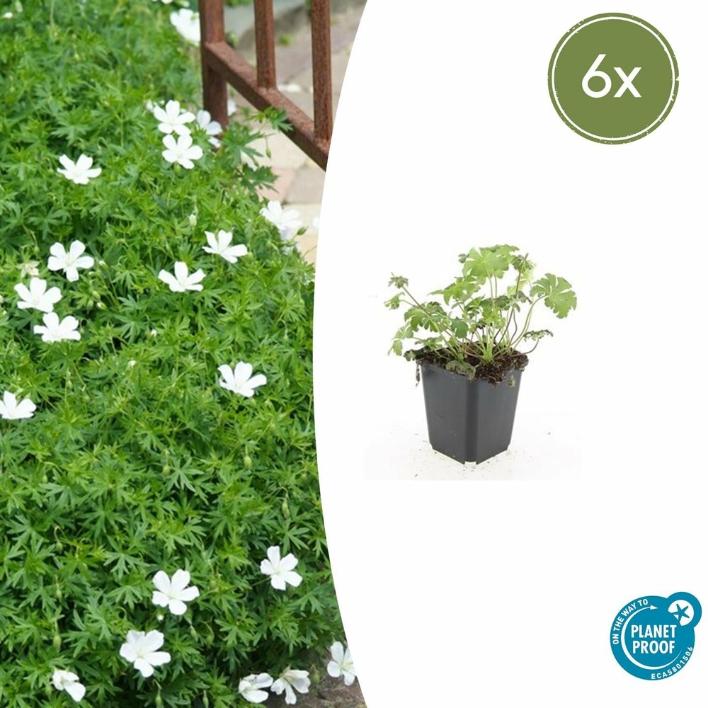 Géranium sanguin 'album' x6 – entre 0,38 et 0,5m2