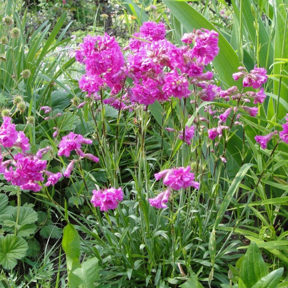 Lychnis des alpes 'rosea' godet de 8/9 cm