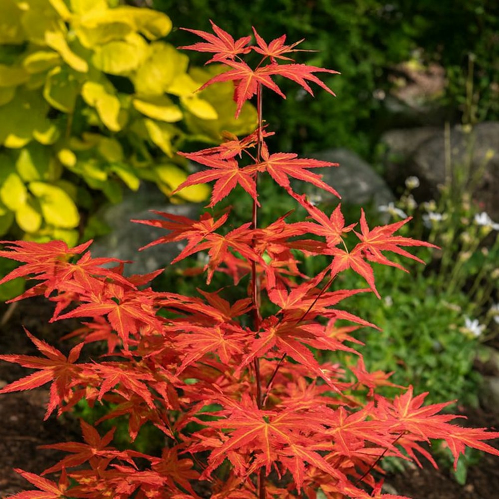 Érable du japon 'brown sugar' (acer palmatum 'brown sugar')
