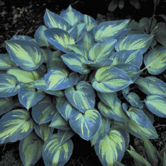 6 x hosta 'june' - hosta 'june' - godet 9cm x 9cm