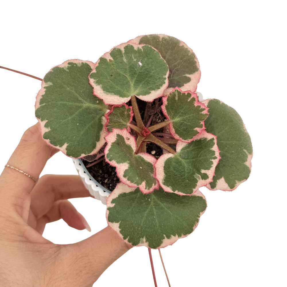 Saxifrage stolonifera - pot de 6cm - plantes d'intérieur