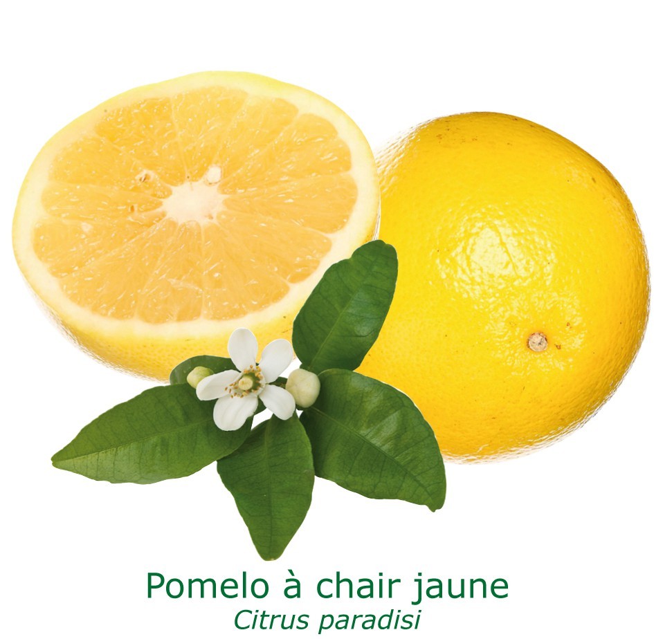 Pomelos a chair jaune bio tailles:pot de 3 litres, hauteur 30/40 cm