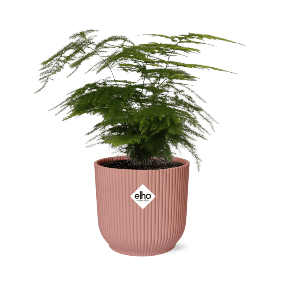 Asparagus setaceus ‘plumosus’ in elho vibes fold 14cm roze - plantes d'intérieur