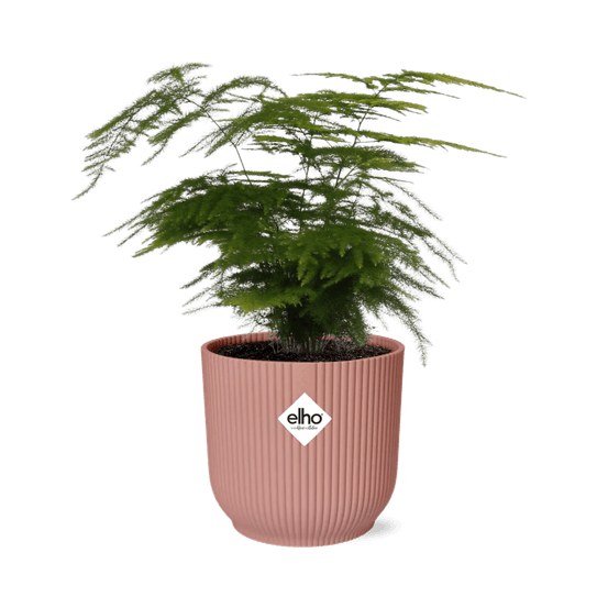 Asparagus setaceus ‘plumosus’ in elho vibes fold 14cm roze - plantes d'intérieur