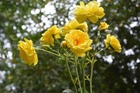 Rosier liane jaune 'Banksiae Lutea' : pot de 3 litres