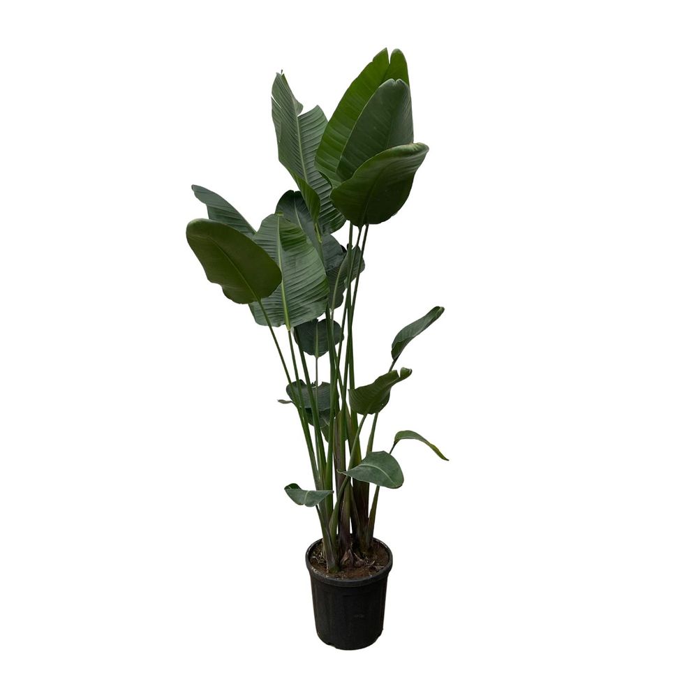 Strelitzia nicolai - plantes d'intérieur