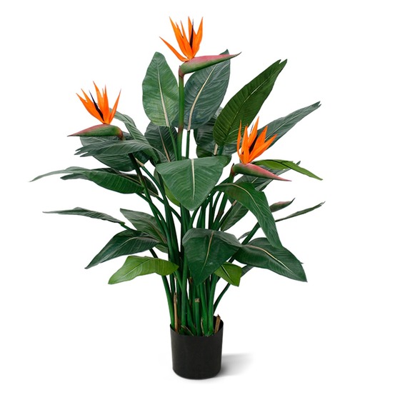 Strelitzia deluxe 115 cm