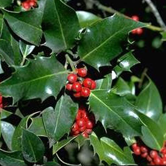 2 x houx commun - ilex aquifolium - 60-80 cm pot