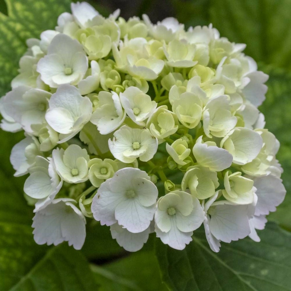 Hortensia blanc, hydrangea macrophylla pot de 4l - 40/60 cm