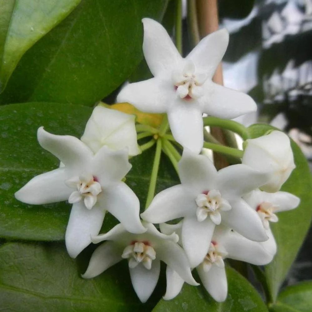 Hoya albiflora - pot de 9cm