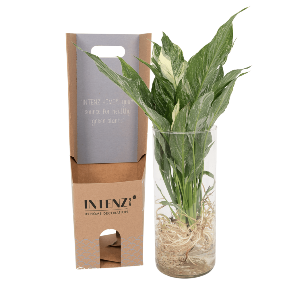 Diamant spathiphyllum en hydroculture et son vase en verre h30cm