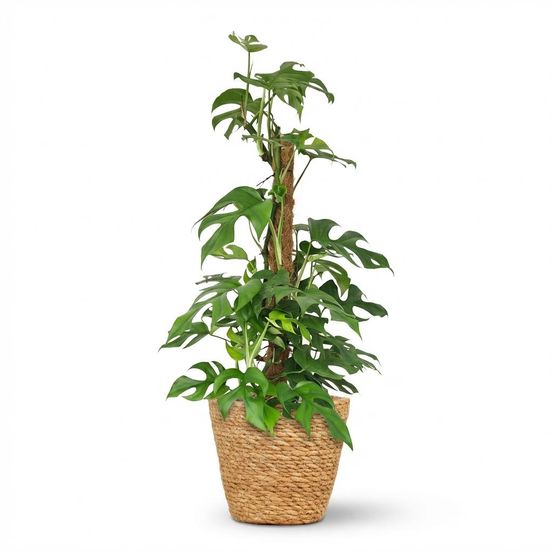 Monstera minima avec tuteur - monstera rhaphidophora tetrasperma - pot de 19cm - hauteur 90cm - plantes d'intérieur