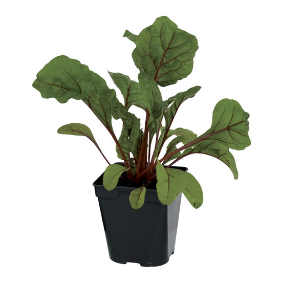 Plant de poiree rouge pot 0,5 l