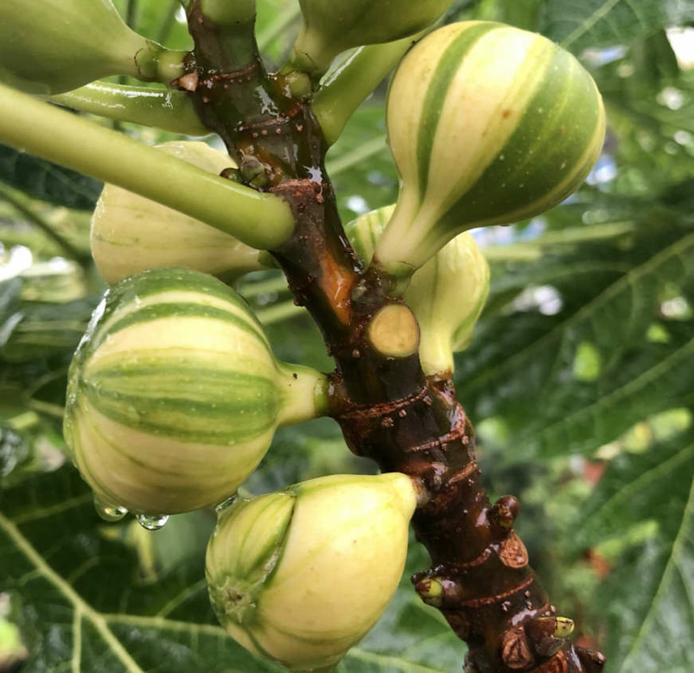 Ficus carica panaché (figuier) pot de 2 litres ? 40/60cm