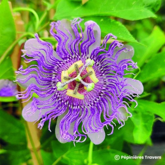 Passiflore 'eia popeia' ® (passiflora incarnata 'eia popeia' ®)