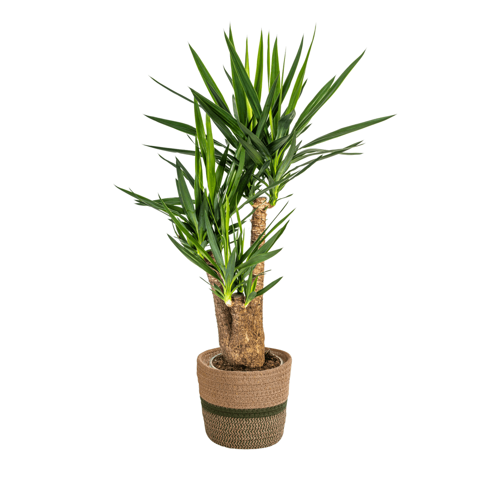 Yucca elephantipes ramifiée avec cache-pot ø24cm - ↕80-100cm - plantes d'intérieur
