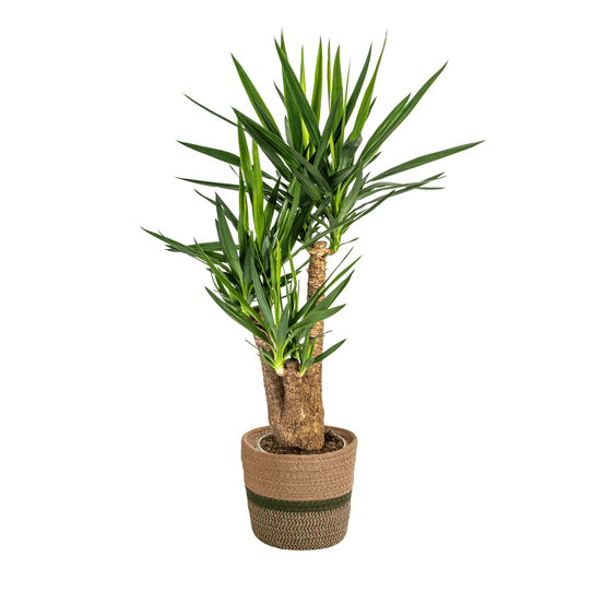 Yucca elephantipes ramifiée avec cache-pot ø24cm - ↕80-100cm - plantes d'intérieur
