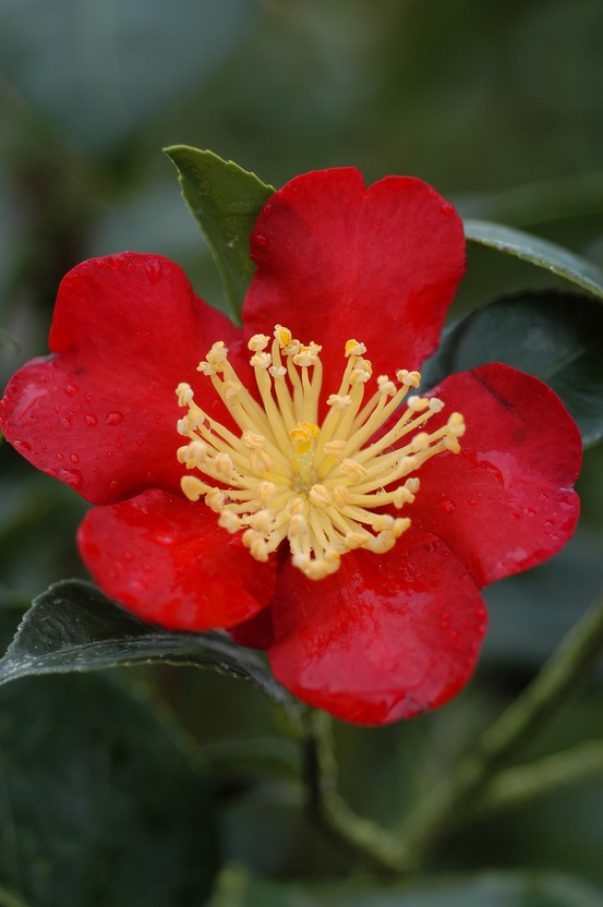 Camélia 'yuletide' - en pot de 4 litres