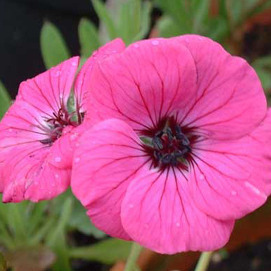 6 x géranium vivace - geranium cinereum 'splendens' - godet 9cm x 9cm
