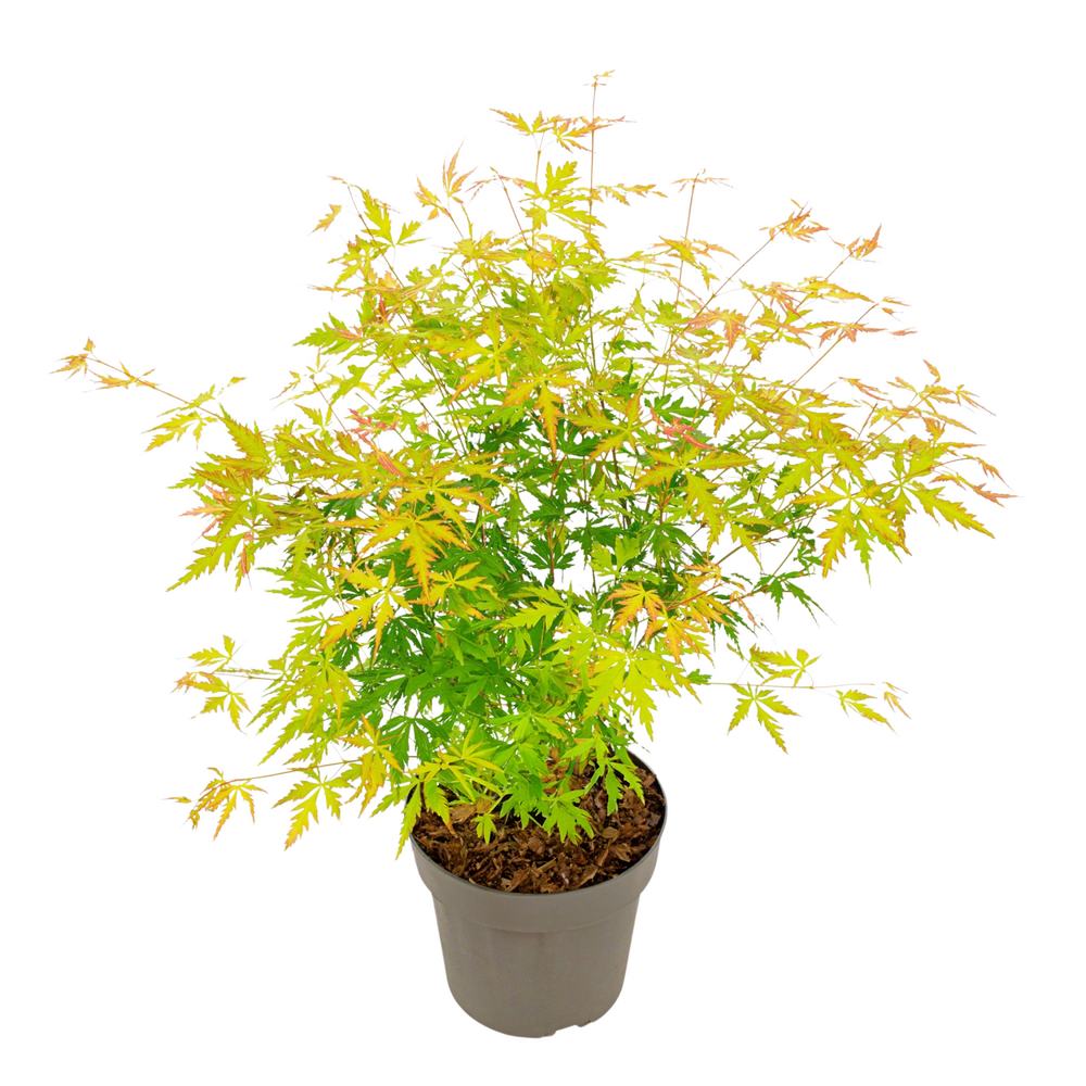 Érable du japon - acer palmatum 'orange lace' - hauteur 60-70cm - ⌀19cm