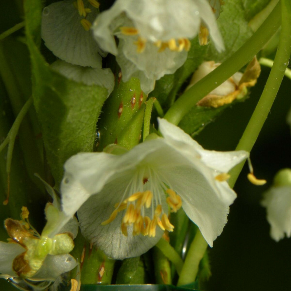 Kiwi arctique adam (mâle) pot de 1,5l - tuteur bambou 30/60 cm