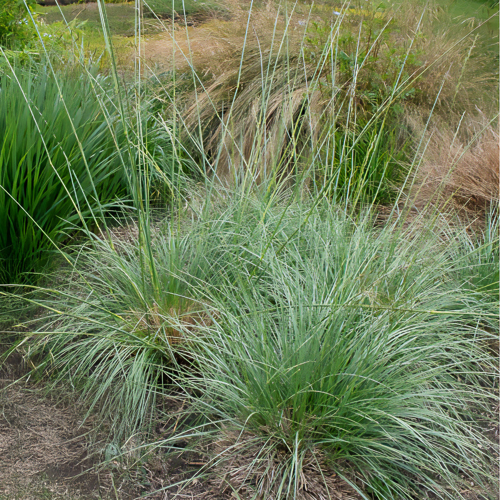 Fétuque mairei - le pot / ø 9cm