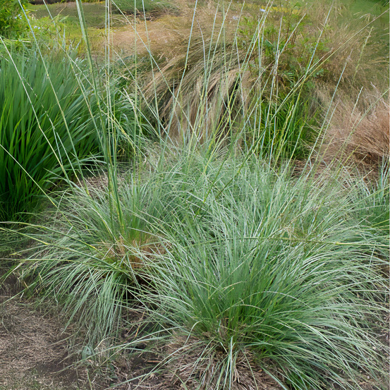 Fétuque mairei - le pot / ø 9cm