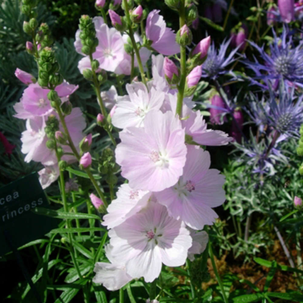 6 x sidalcea 'little princess' - sidalcea 'little princess' - godet 9cm x 9cm