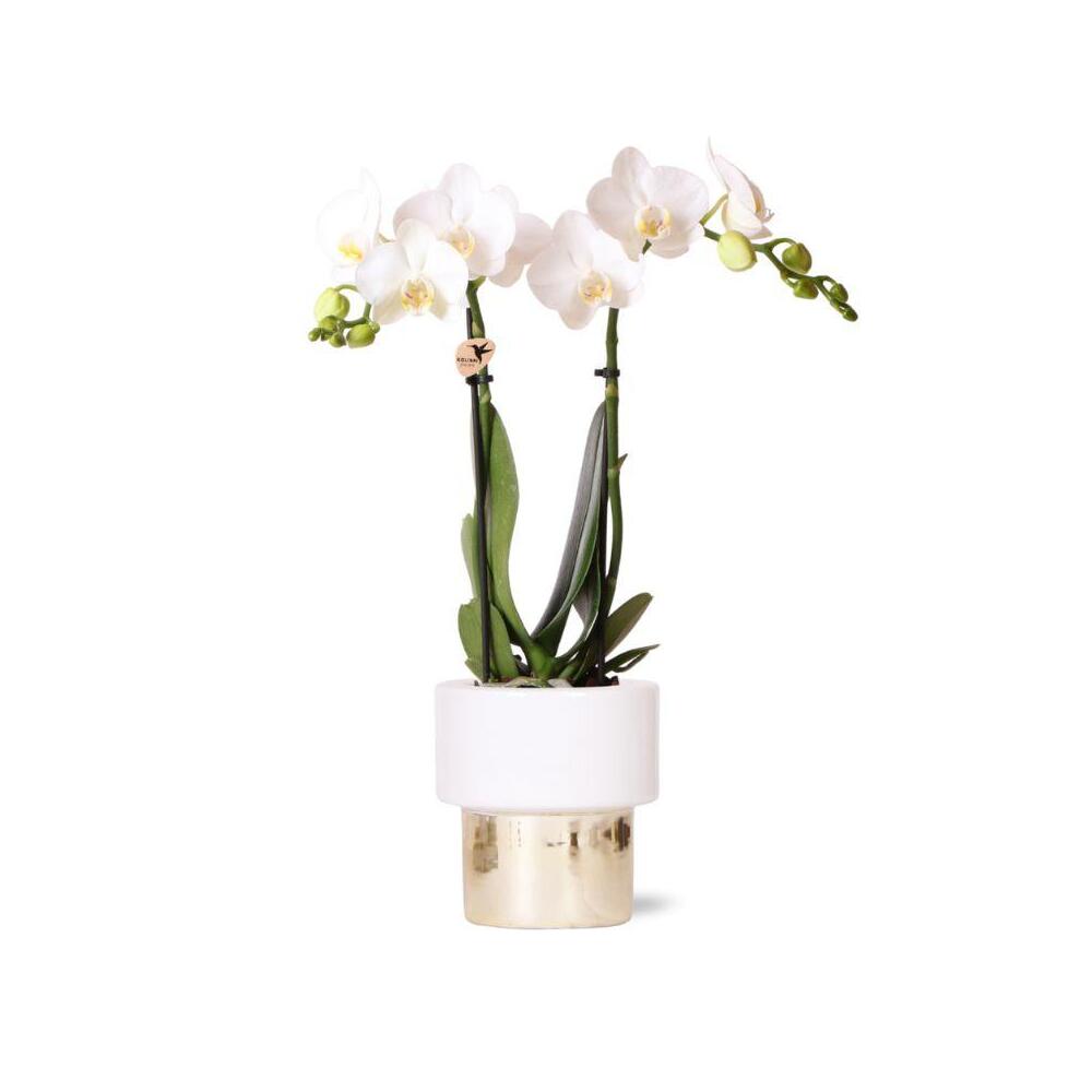 Kolibri orchids - orchidée phalaenopsis blanche - amabilis + pot elite gold - taille du pot 9cm - hauteur 35cm
