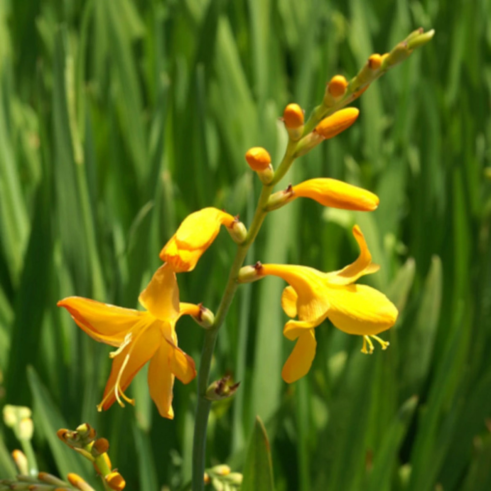 Crocosmia voyager lot de 3 godets