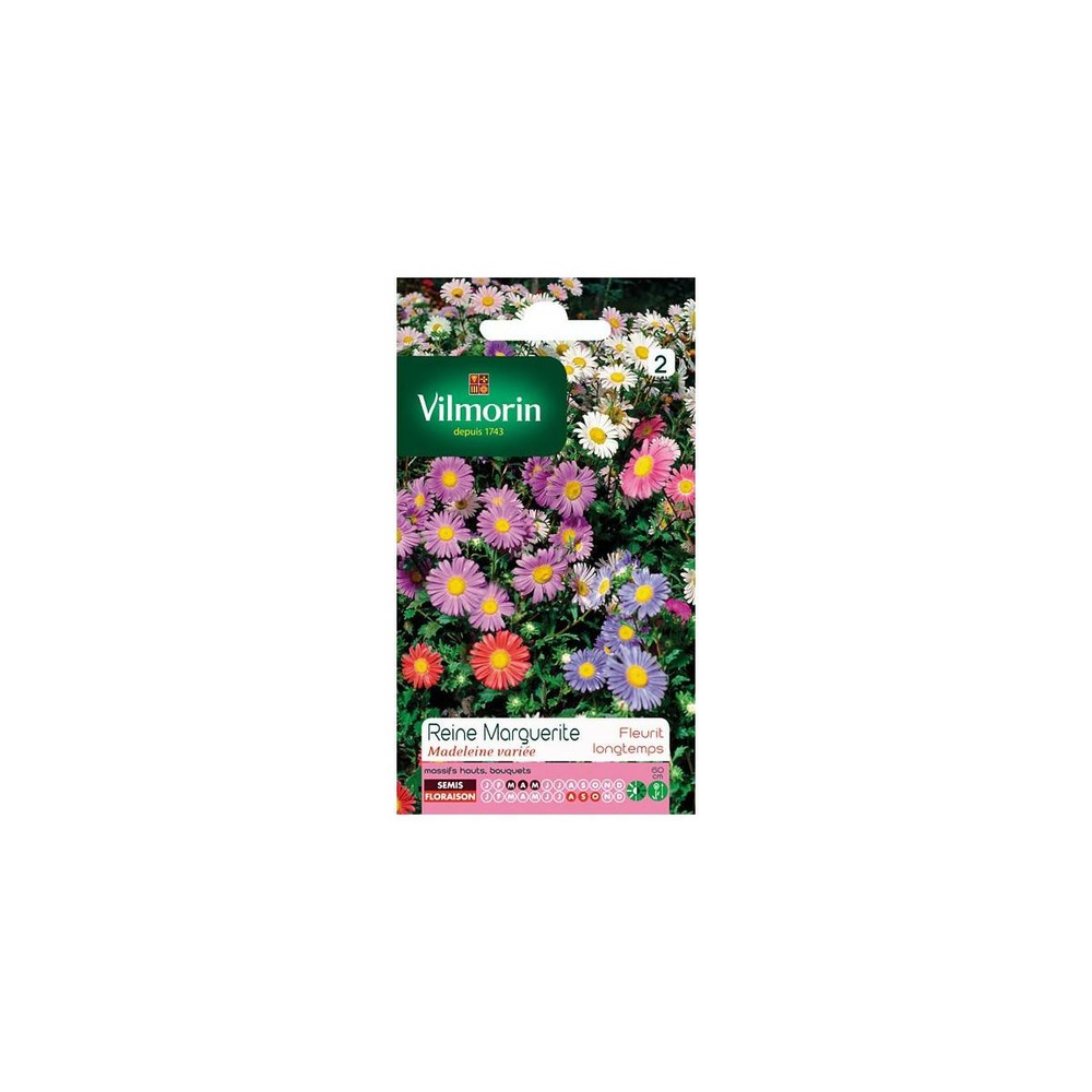 Sachet graines reine marguerite madeleine variée