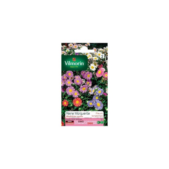 Sachet graines reine marguerite madeleine variée