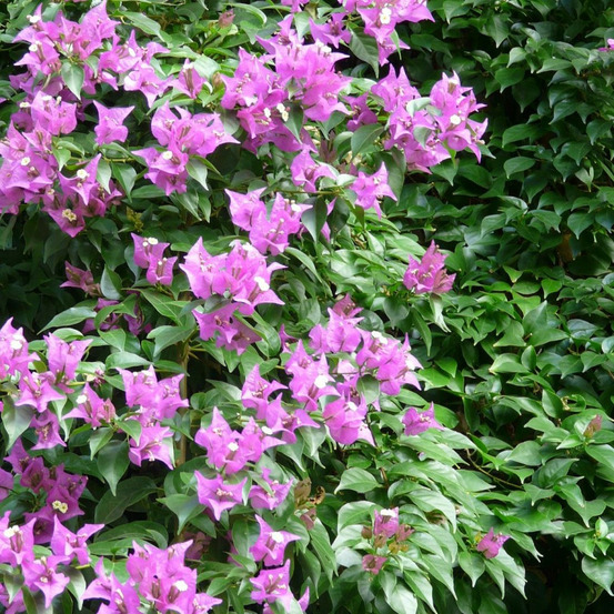 Bougainvillier sanderiana pot de 3l - echelle bambou 60/120 cm