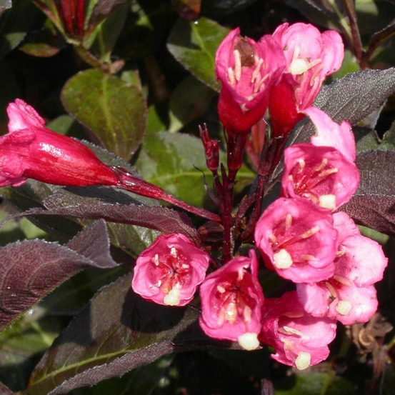 Weigela nain pourpre, weigelia pot de 1,5l - 10/20 cm