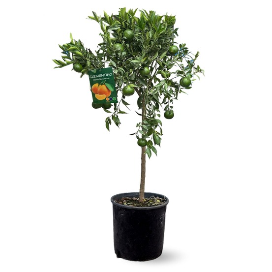 Clémentinier - citrus clementina - agrume méditerranéen - arbre fruitier - ↕ 120-130 cm - ⌀ 24 cm