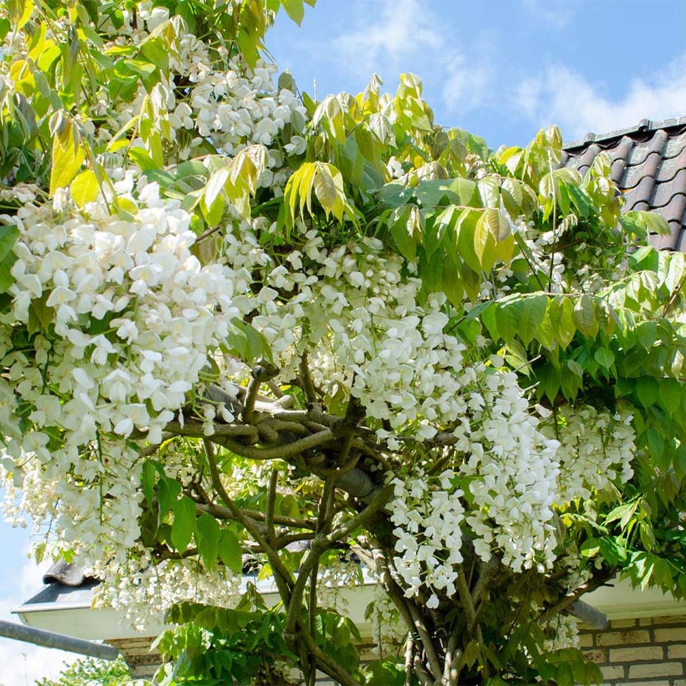 Lot de 2 - wisteria floribunda 'alba' - glycine blanche - 50-70 cm de haut - pot 15 cm