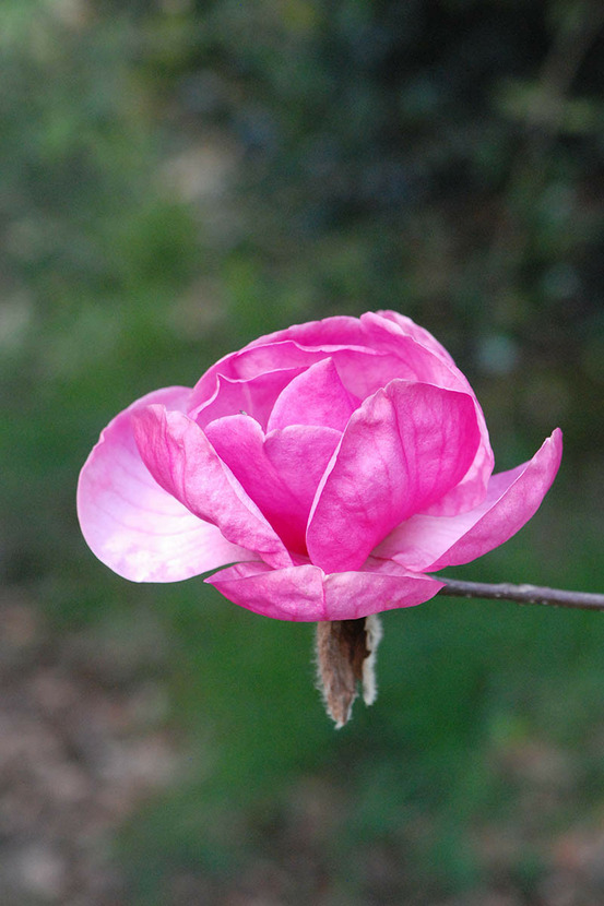 Magnolia 'genie' - en pot de 5 litres