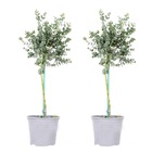 2x eucalyptus gunnii - gommier - arbuste - persistant – ⌀14 cm - ↕40-50 cm