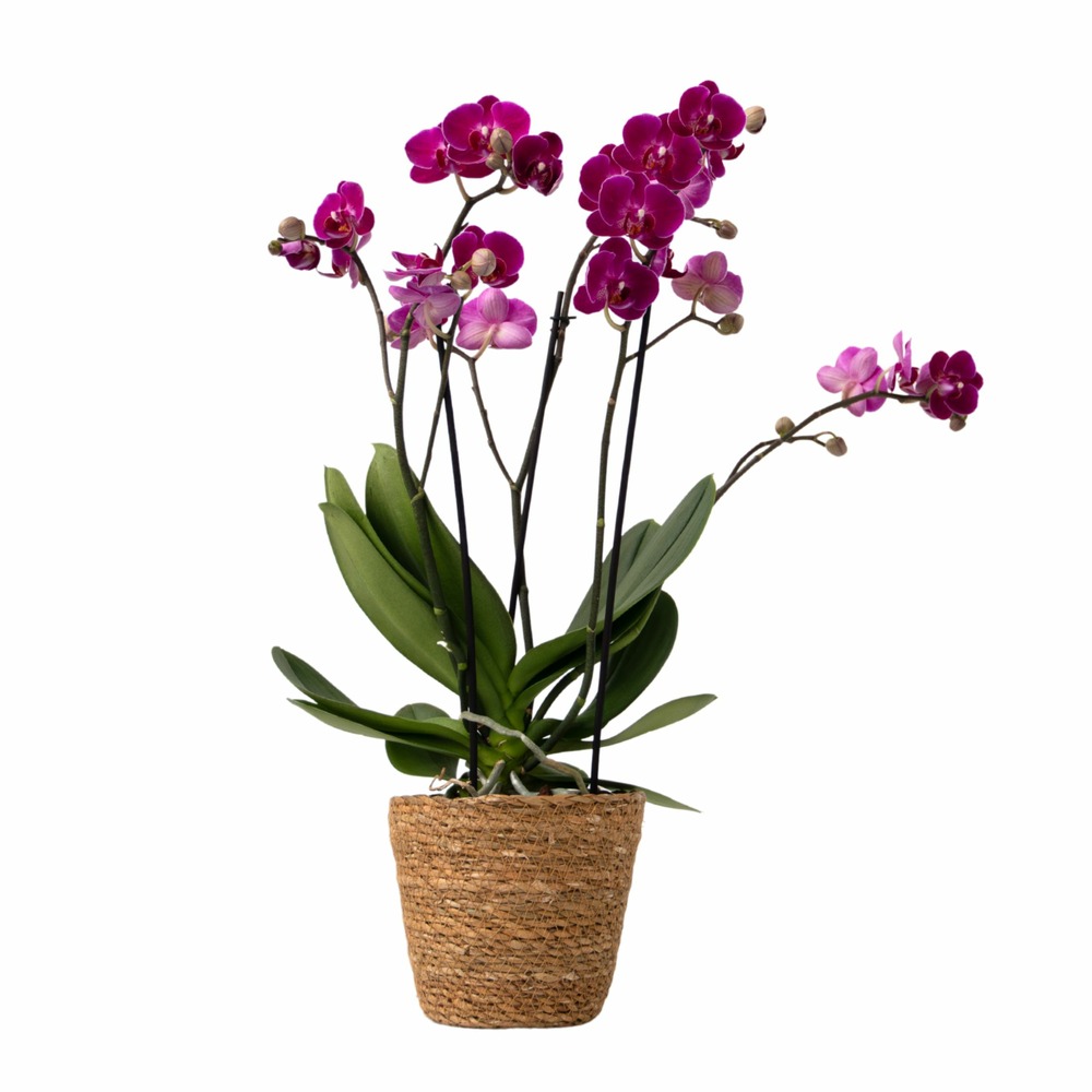 Orchidée papillon - phalaenopsis multiflora avec panier - hauteur 35-45cm -⌀12cm