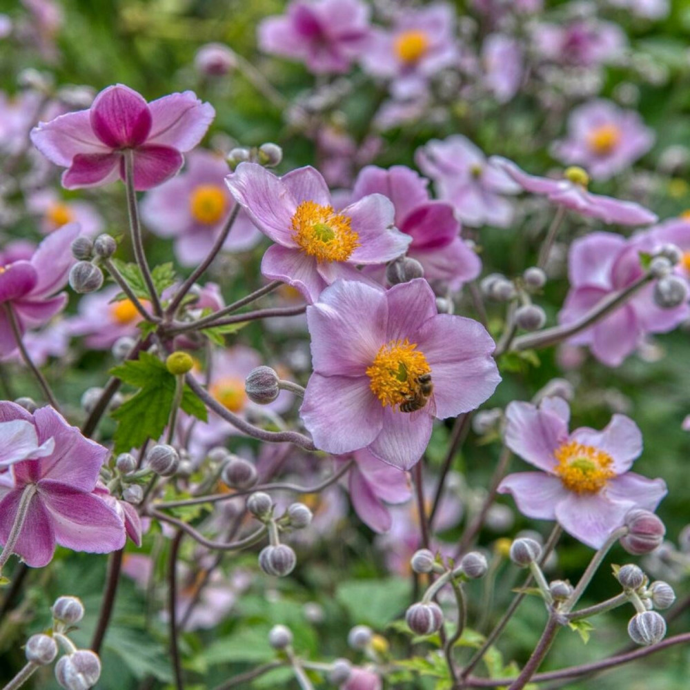 Anémone du japon praecox lot de 5 godets
