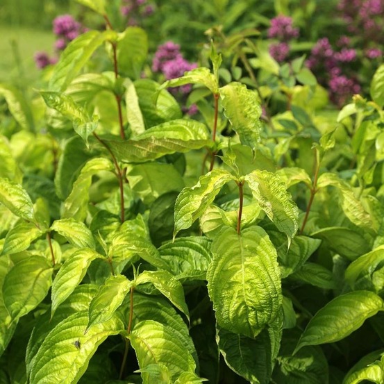 Weigela 'lime monster' godet de 8/9 cm