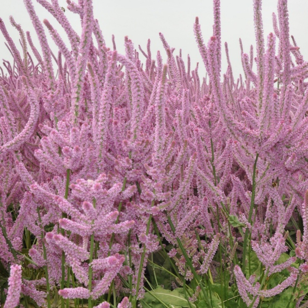 Graines de fleurs limonium sinuatum rose environ 1100 grains * 5 sachets