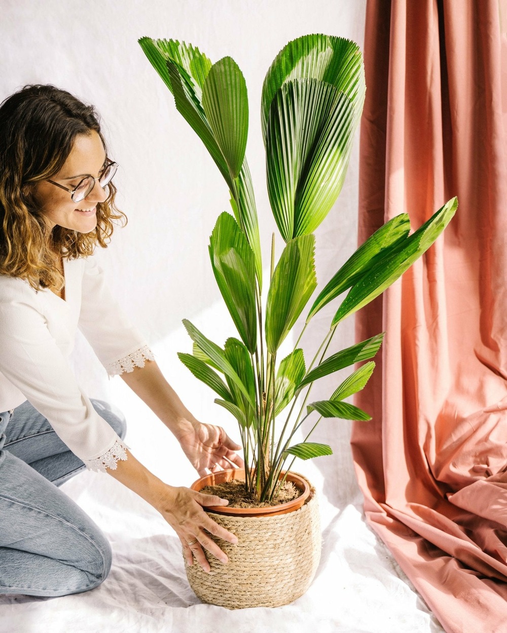 Palmier licuala grandis h110cm 120cm - plante d'intérieur