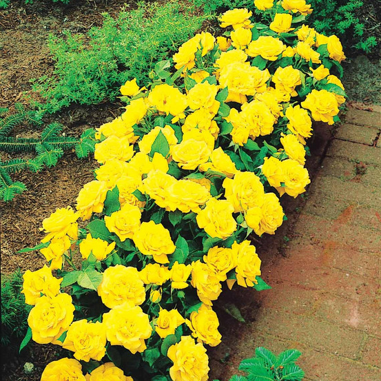 3 mini-rosiers randilla jaune - le paquet de 3 racines nues / 3+ branches