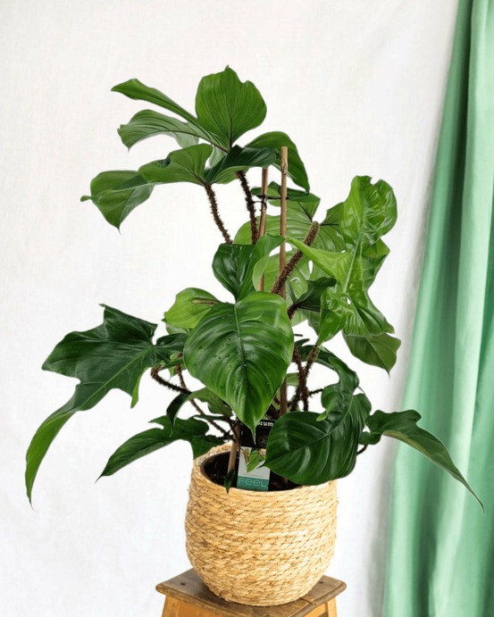 Philodendron squamiferum pyramide 75cm - plante d'intérieur