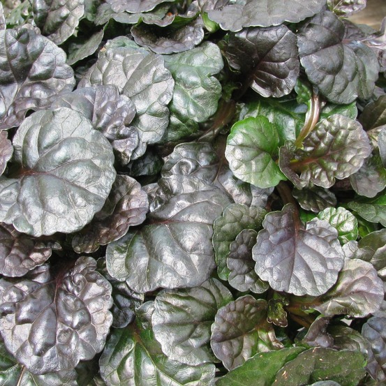Bugle rampant 'black scallop' pot de 2l/3l
