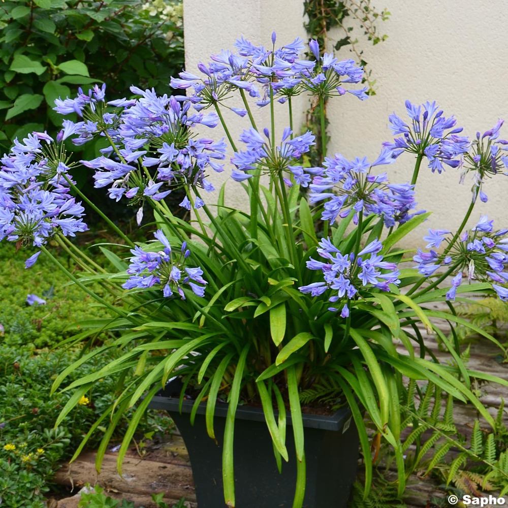 Agapanthe d'afrique 'pitchoune blue' pot de 2l/3l