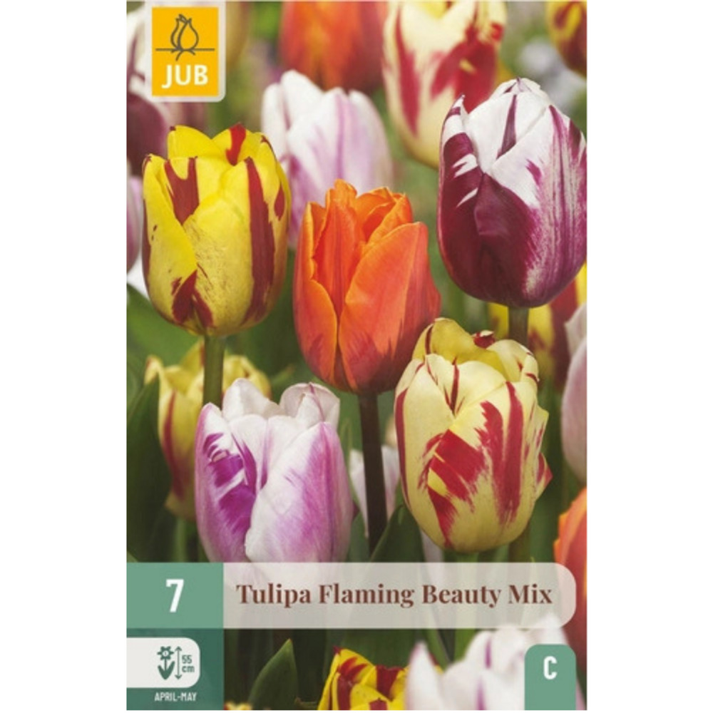 Mix de 7 tulipes flaming beauty multicolore